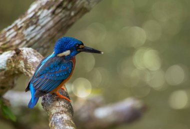 Mavi kulaklı Kingfisher (Alcedo meninting) şube ağaç üzerinde.