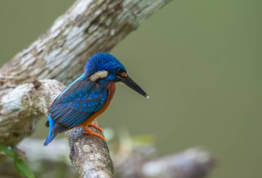 Mavi kulaklı Kingfisher (Alcedo meninting) şube ağaç üzerinde.