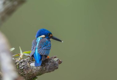 Mavi kulaklı Kingfisher (Alcedo meninting) şube ağaç üzerinde.