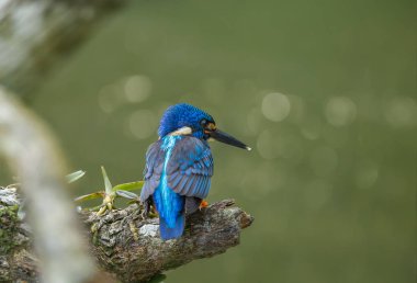 Mavi kulaklı Kingfisher (Alcedo meninting) şube ağaç üzerinde.