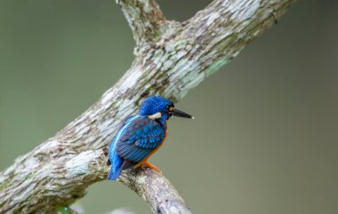 Mavi kulaklı Kingfisher (Alcedo meninting) şube ağaç üzerinde.