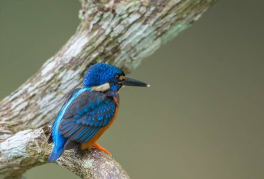 Mavi kulaklı Kingfisher (Alcedo meninting) şube ağaç üzerinde.