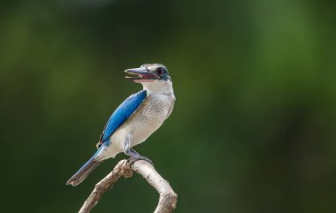 Yakalı yalıçapkını, beyaz yakalı yalıçapkını, mangrov yalıçapkını (Todiramphus chloris) dal yeşil zemin ile.