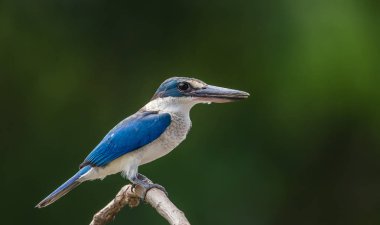 Yakalı yalıçapkını, beyaz yakalı yalıçapkını, mangrov yalıçapkını (Todiramphus chloris) dal yeşil zemin ile.