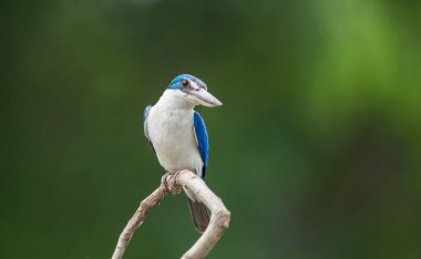 Yakalı yalıçapkını, beyaz yakalı yalıçapkını, mangrov yalıçapkını (Todiramphus chloris) dal yeşil zemin ile.