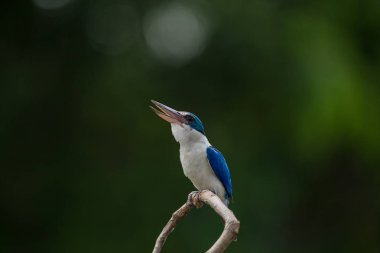 Yakalı yalıçapkını, beyaz yakalı yalıçapkını, mangrov yalıçapkını (Todiramphus chloris) dal yeşil zemin ile.