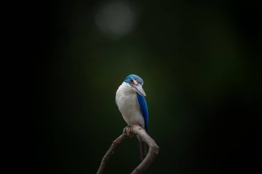 Yakalı yalıçapkını, beyaz yakalı yalıçapkını, mangrov yalıçapkını (Todiramphus chloris) dal yeşil zemin ile.