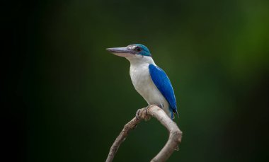 Yakalı yalıçapkını, beyaz yakalı yalıçapkını, mangrov yalıçapkını (Todiramphus chloris) dal yeşil zemin ile.