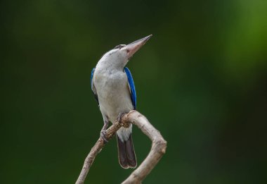Yakalı yalıçapkını, beyaz yakalı yalıçapkını, mangrov yalıçapkını (Todiramphus chloris) dal yeşil zemin ile.