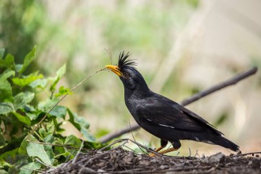 Beyaz Bacalı Myna (Acridotheres grandis) Tayland.