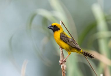 Asian Golden Weaver (male) on the branch in park of Thailand. clipart