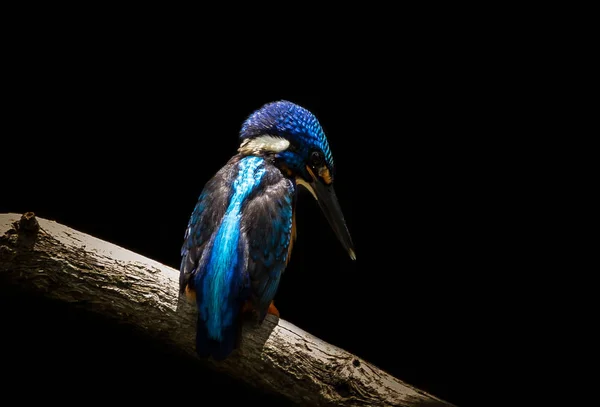 Kingfisher Oreilles Bleues Alcedo Meninting Sur Arbre Branches — Photo