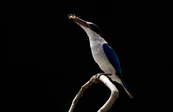 Límečkem Kingfisher Bílá Límcem Kingfisher Mangrovové Kingfisher Todiramphus Chloris Větvi — Stock fotografie