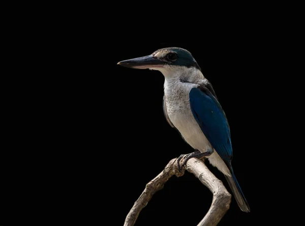 Límečkem Kingfisher Bílá Límcem Kingfisher Mangrovové Kingfisher Todiramphus Chloris Větvi — Stock fotografie