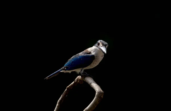 Límečkem Kingfisher Bílá Límcem Kingfisher Mangrovové Kingfisher Todiramphus Chloris Větvi — Stock fotografie