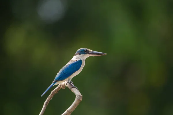 Örvös Halción Fehér Kobalt Jégmadár Mangrove Jégmadár Todiramphus Chloris Egy — Stock Fotó