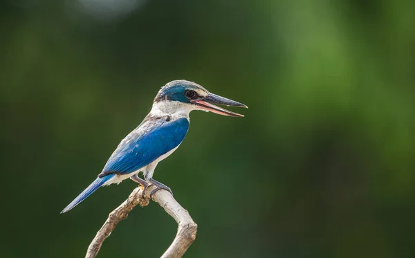 Örvös Halción Fehér Kobalt Jégmadár Mangrove Jégmadár Todiramphus Chloris Egy — Stock Fotó