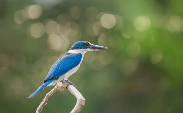 Límečkem Kingfisher Bílá Límcem Kingfisher Mangrovové Kingfisher Todiramphus Chloris Větvi — Stock fotografie