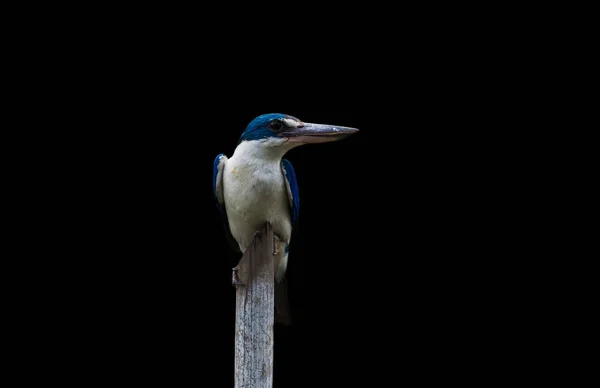 Límečkem Kingfisher Bílá Límcem Kingfisher Mangrovové Kingfisher Todiramphus Chloris Větvi — Stock fotografie