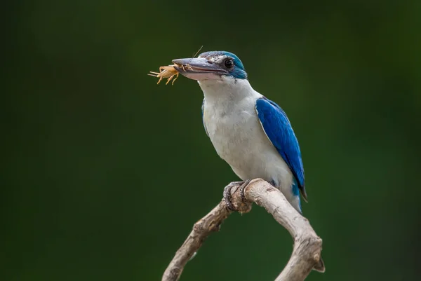 Örvös Halción Fehér Kobalt Jégmadár Mangrove Jégmadár Todiramphus Chloris Egy — Stock Fotó