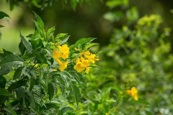 Tecoma stans ağaç bahçe.