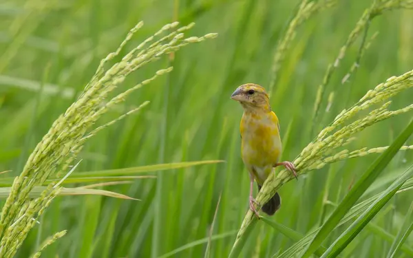 Ασιατική Χρυσή Weaver Θηλυκό Για Τον Τομέα Του Ρυζιού Στην — Φωτογραφία Αρχείου