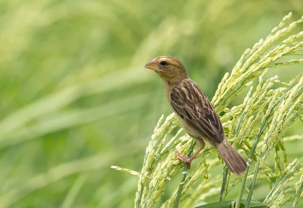 Azjatycka Golden Weaver Kobieta Pola Ryżu Tajlandii — Zdjęcie stockowe