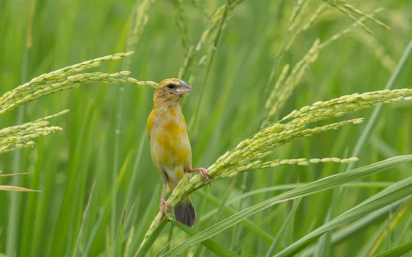 Ασιατική Χρυσή Weaver Θηλυκό Για Τον Τομέα Του Ρυζιού Στην — Φωτογραφία Αρχείου