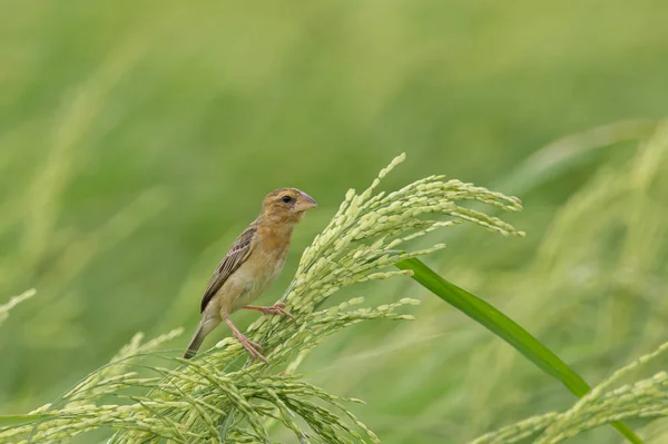 Azjatycka Golden Weaver Kobieta Pola Ryżu Tajlandii — Zdjęcie stockowe