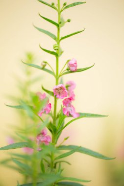 Pembe çiçek ağaç yakın çekim bahçede.