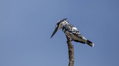 Ceryle Rudisi mavi gökyüzü arka plan bambu dalı.