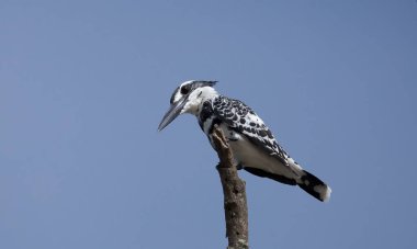 Ceryle Rudisi mavi gökyüzü arka plan bambu dalı.
