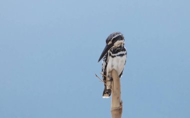 Ceryle Rudisi mavi gökyüzü arka plan bambu dalı.