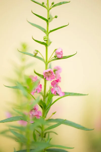 ピンクの花の木は庭のクローズ アップ — ストック写真