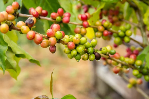 Coffee Beans Fruit Tree Farm — Stock Photo, Image