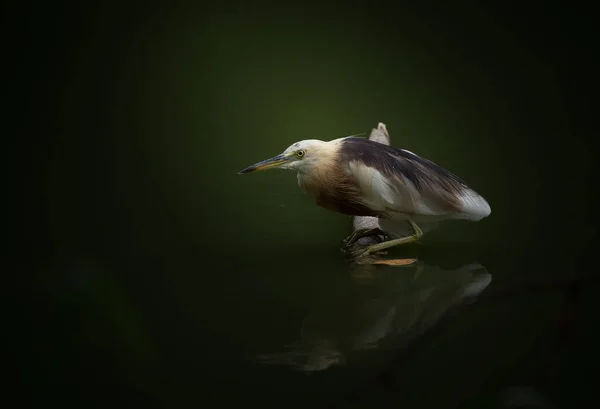 Javan Pond Heron Dry Banch Pond — Stock Photo, Image