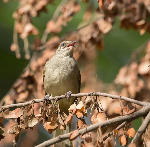 Pycnonotus Blanfordi Bancone — Foto Stock