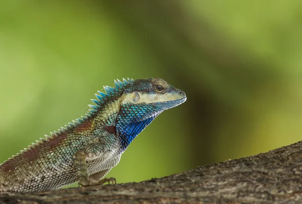 Blue Crested Lizard Tree Green Background — Stock Photo, Image