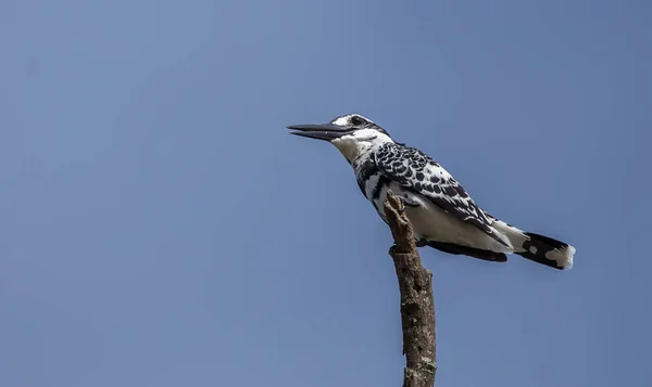 Ceryle Rudis Bamboe Tak Met Blauwe Hemelachtergrond — Stockfoto