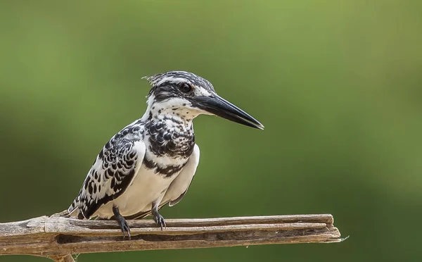 Ceryle Rudisovou Bambusové Větve Zeleným Pozadím — Stock fotografie