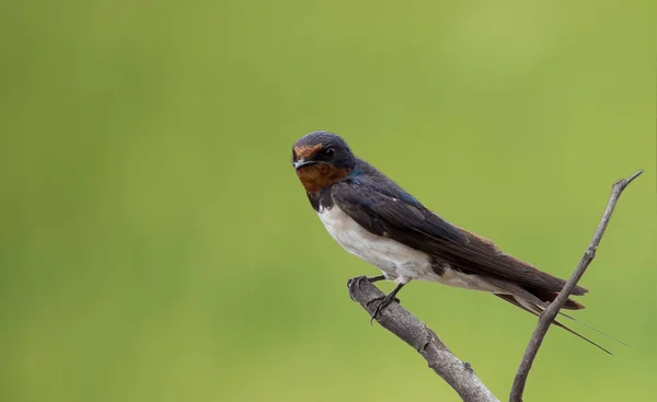 Hirundo Rustica Sur Arbre Branches Fond Vert — Photo