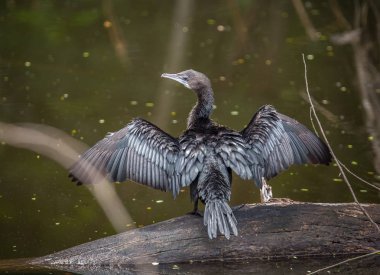 Küçük karabatak, Cava karabatak (Phalacrocorax Nijer) kuş Tayland.