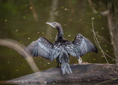 Küçük karabatak, Cava karabatak (Phalacrocorax Nijer) kuş Tayland.
