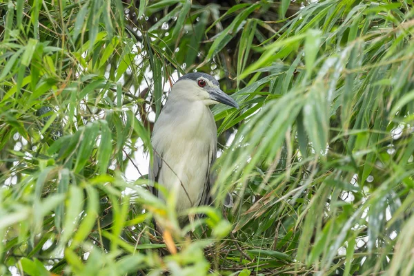 Garça Noite Coroada Preto Garça Noite Nycticorax Nycticorax Árvore Bambu — Fotografia de Stock