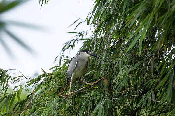 Black Crowned Night Heron Night Heron Nycticorax Nycticorax Bamboo Tree — Stock Photo, Image