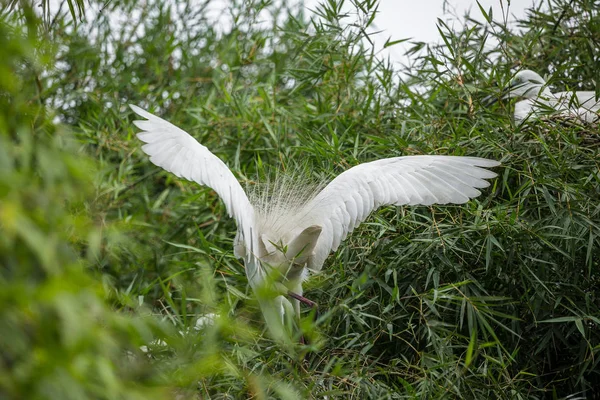 Grande Egret Ardea Alba Árvore Bambu Tailândia — Fotografia de Stock