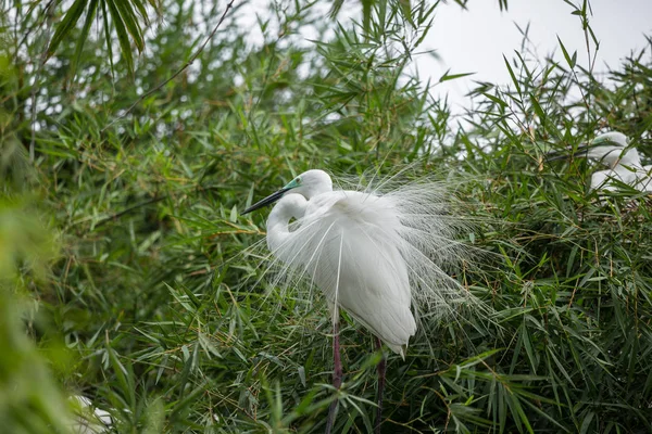 Большая Цапля Ardea Alba Бамбуковом Дереве Таиланда — стоковое фото