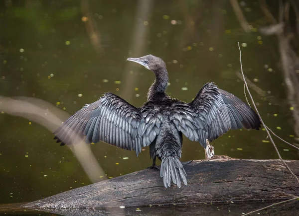 Aalscholver Javaanse Aalscholver Microcarbo Niger Vogeltje Van Thailand — Stockfoto