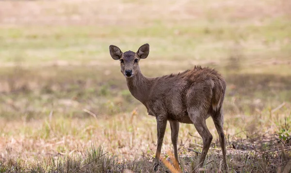 Γουρούνι Ελάφια Hyelaphus Porcinus Στο Phukhieo Άγρια Φύση Sanctury Εθνικό — Φωτογραφία Αρχείου