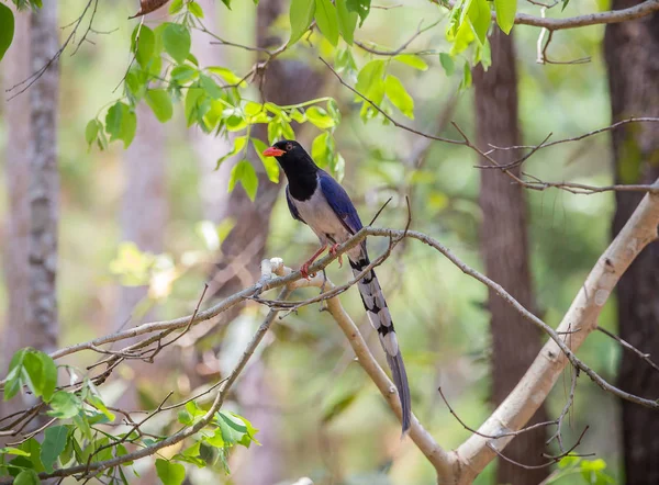 Red Billed Blue Magpie Urocissa Erythrorhyncha Phukhieo Wildlife Sanctury National — Stock Photo, Image